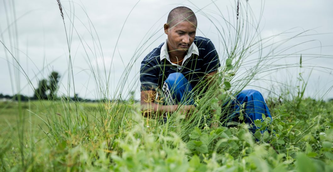 Gopal in het veld